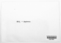 Image of Marssonina daphnes